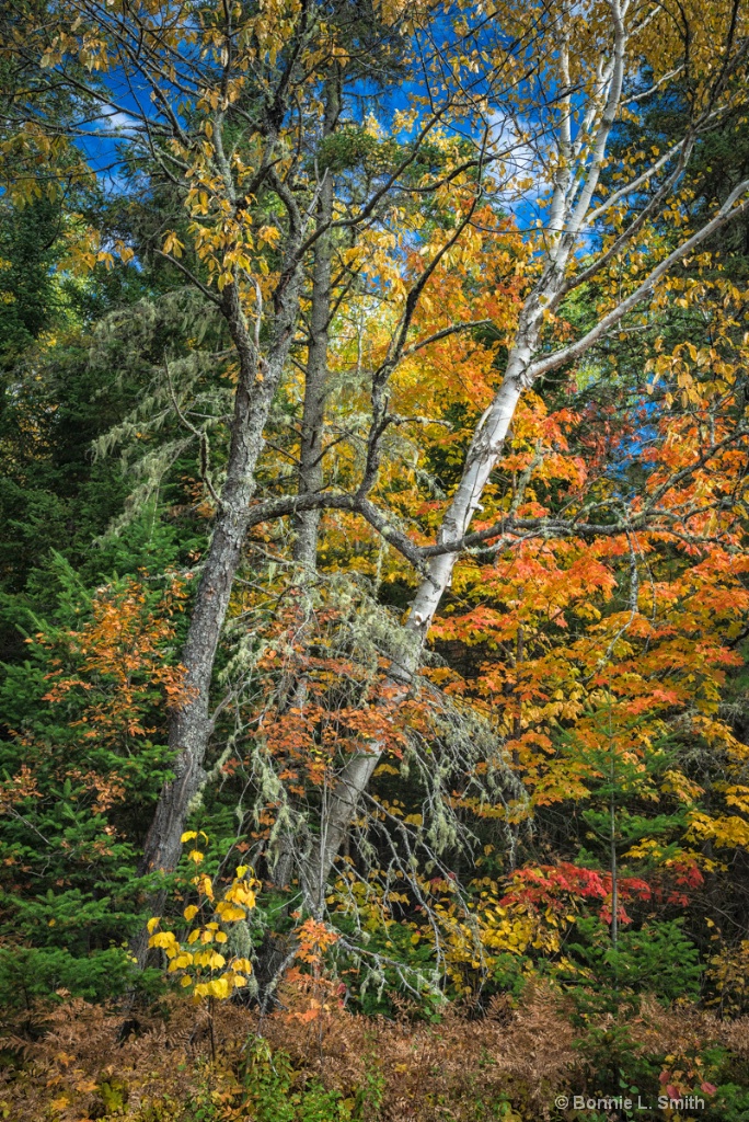 Fall Colors 2016 1