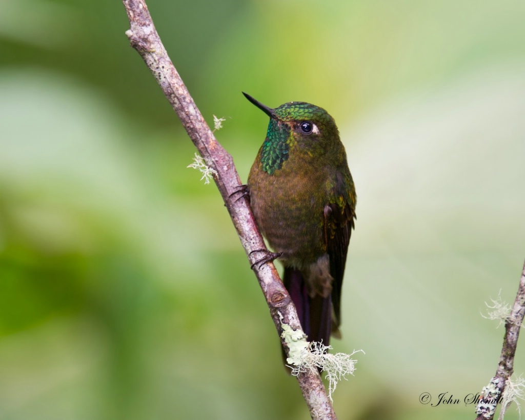 Tyrian Metaltail - Feb 25th, 2012