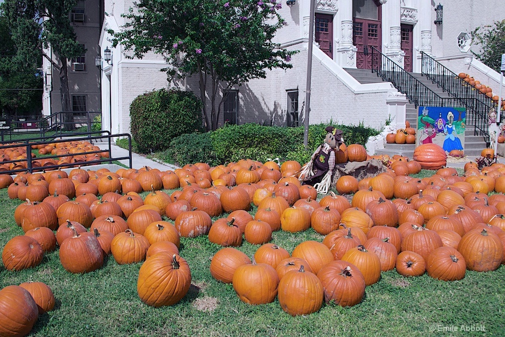 Pumpkin Patch