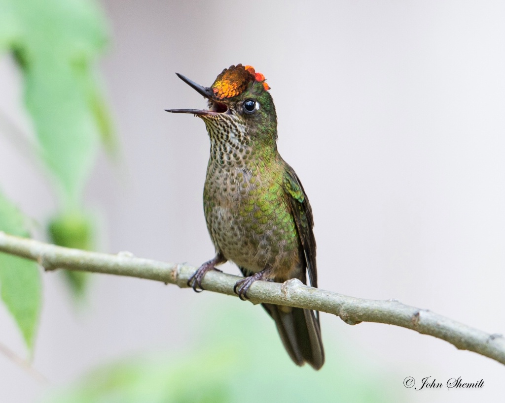 Green-backed Firecrown - Nov 12th, 2014