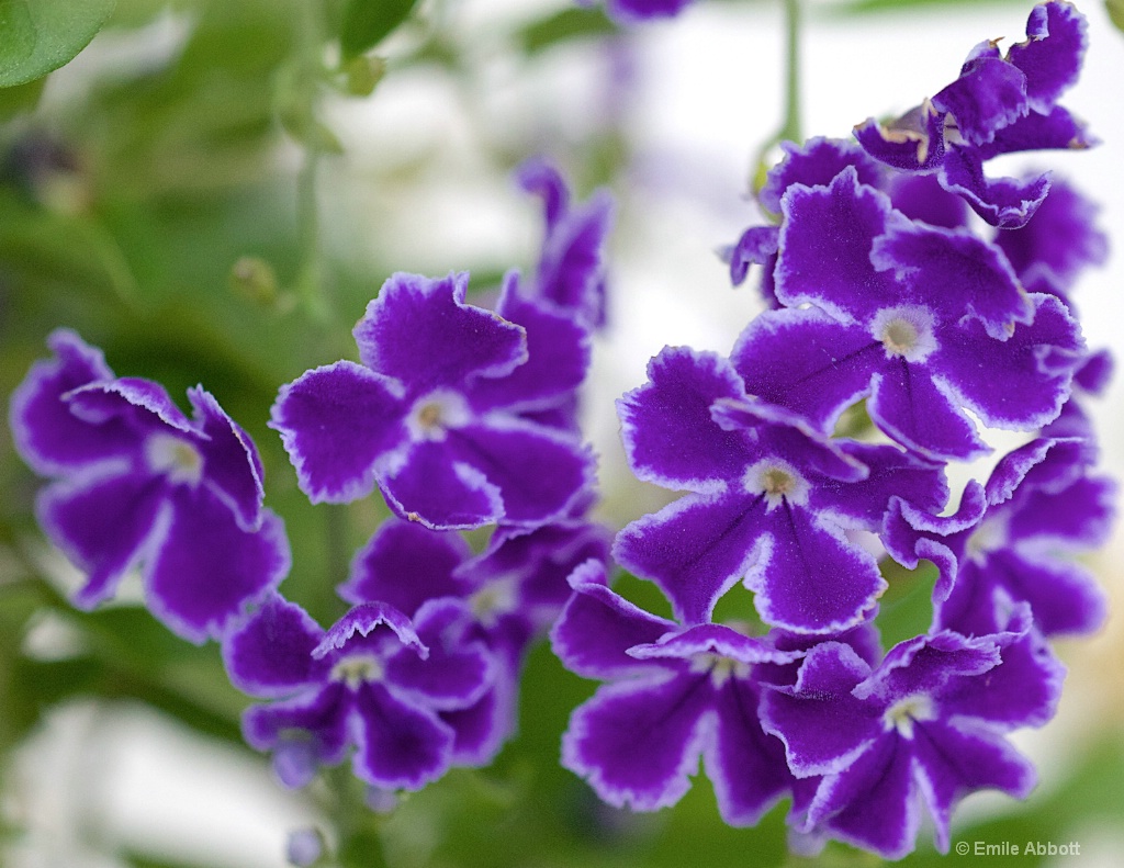 Purple Rain Macro