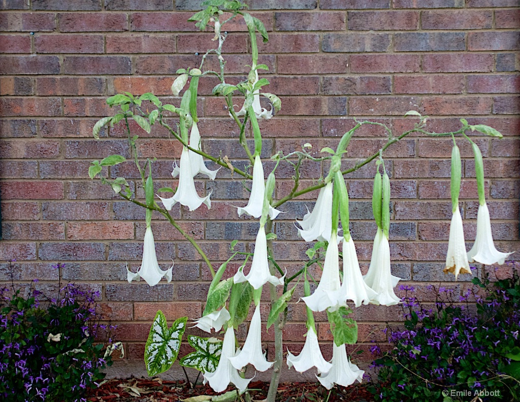 Angels Trumpets (Brugmansia suaveolens))