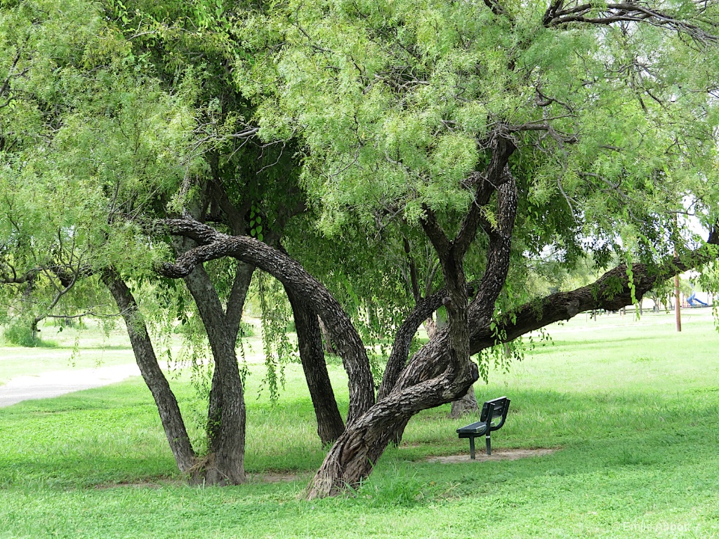 PARK BENCH