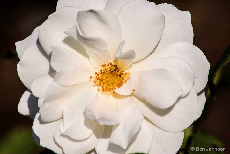 Beautiful White Rose 10-22-16 613