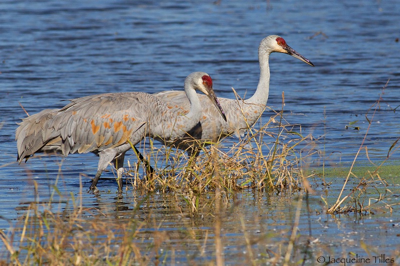 Sandhill Crane Pair