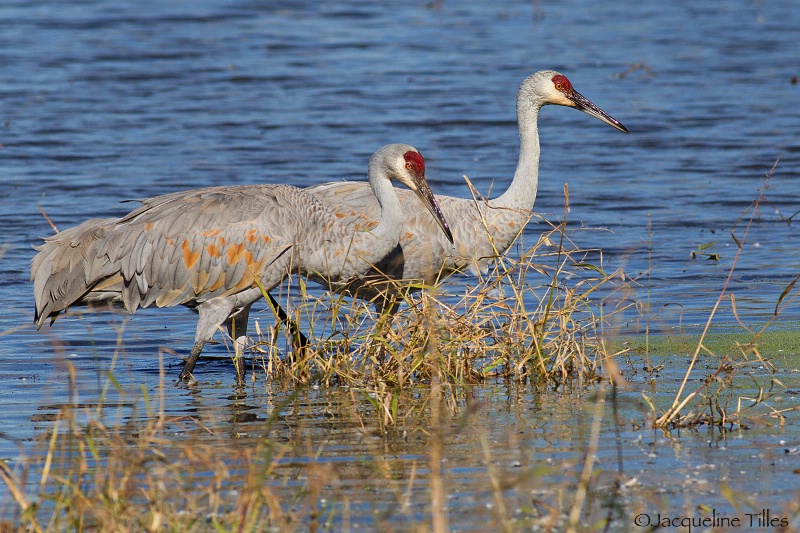 Sandhill Crane Pair