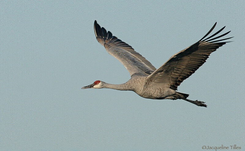 Sandhill Crane in Flight