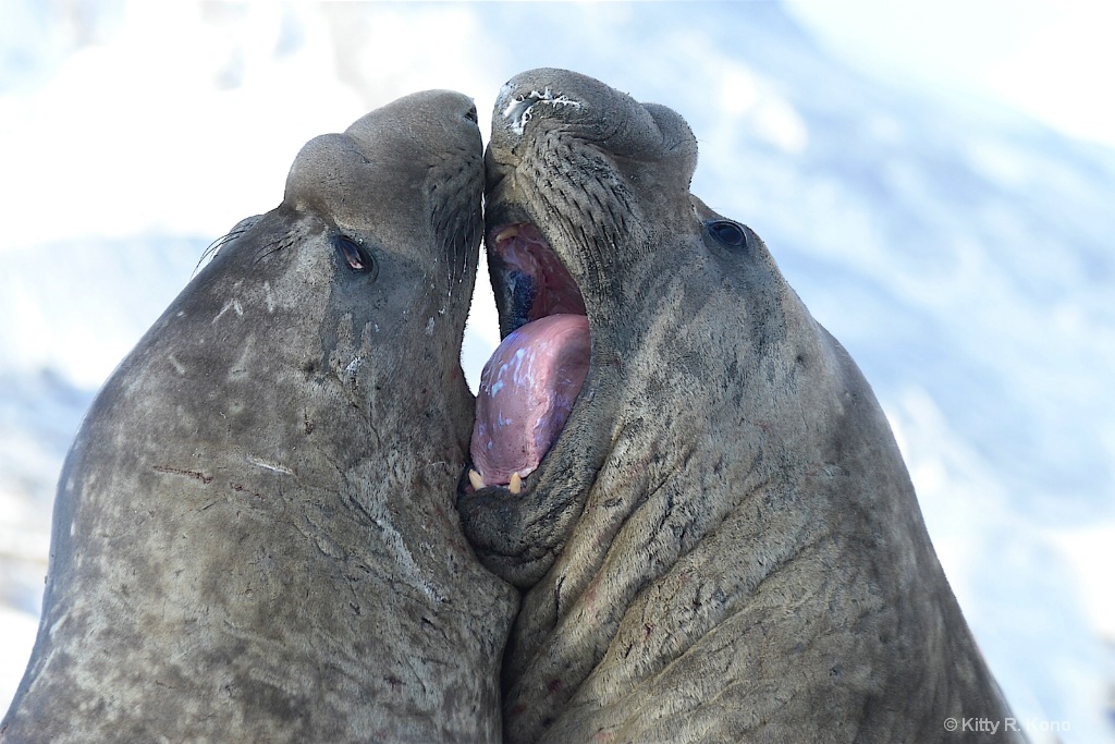 French Kissing 