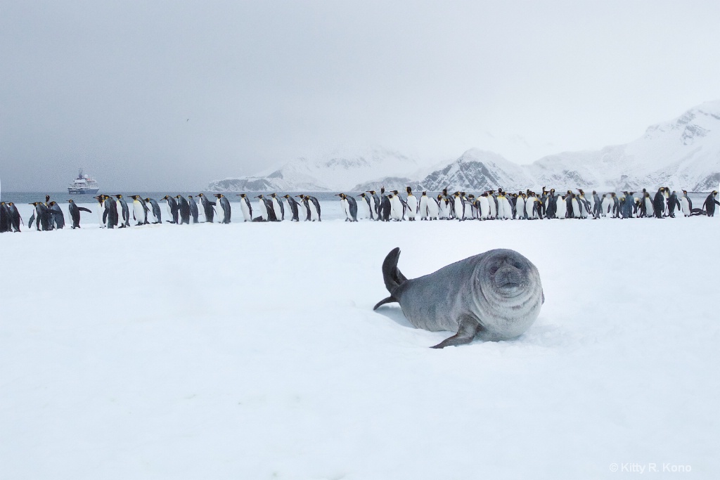 Fur Seal on Snow with Penguins