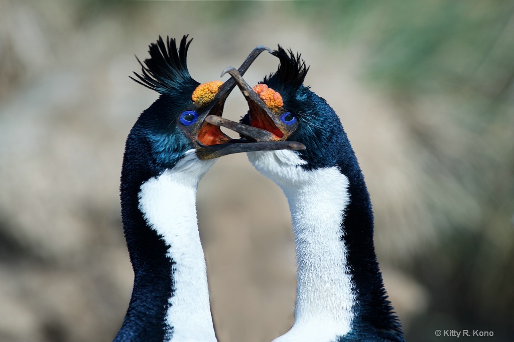 Blue Eyed Shags on Bird Island in South Georgia