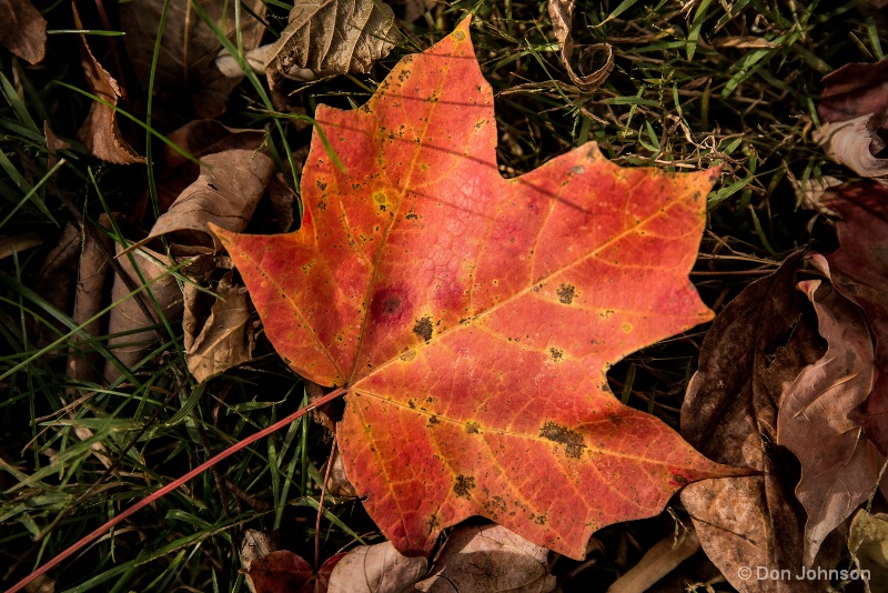 Fallen Fall Leaf