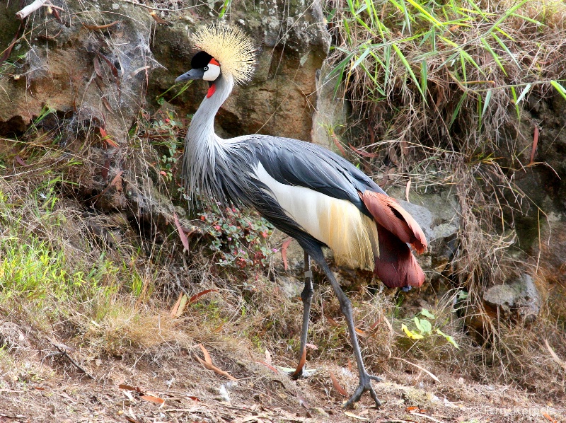 African Grey-crowned Crane