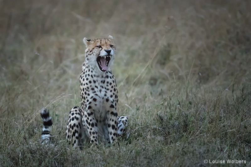 Yawning Cheetah