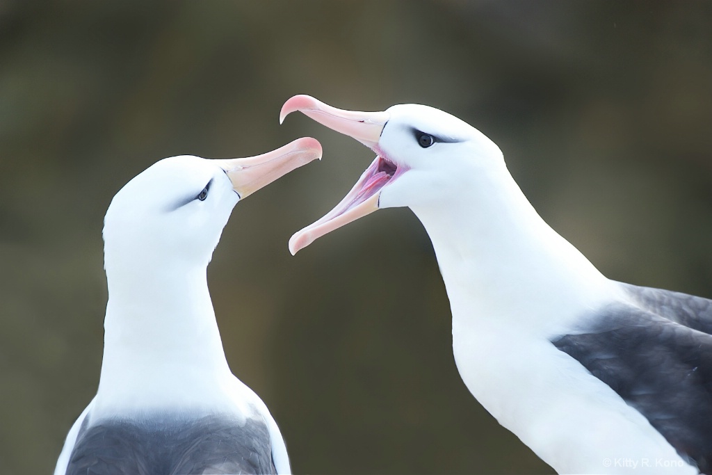 Squabbling Albatross on Bird Island in the Faulkla