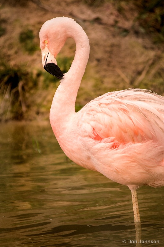 Posing Flamingo 10-22-16 626