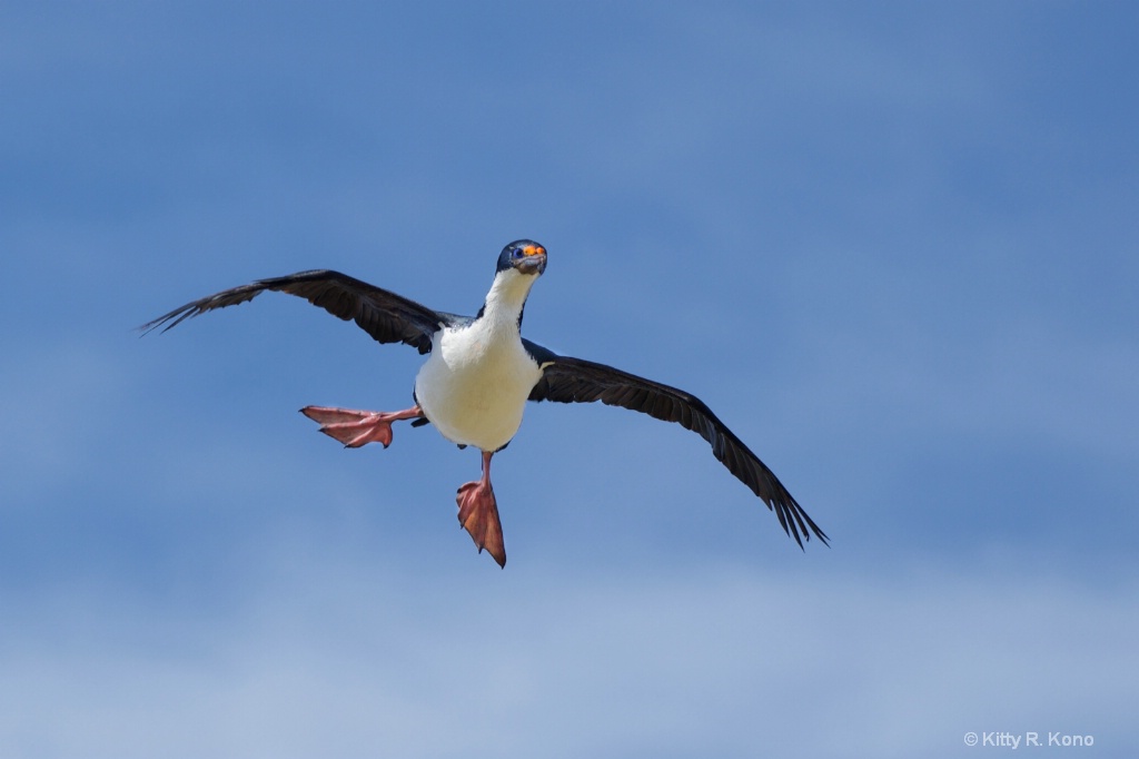 Coming In for a Landing - Blue Eyed Shag