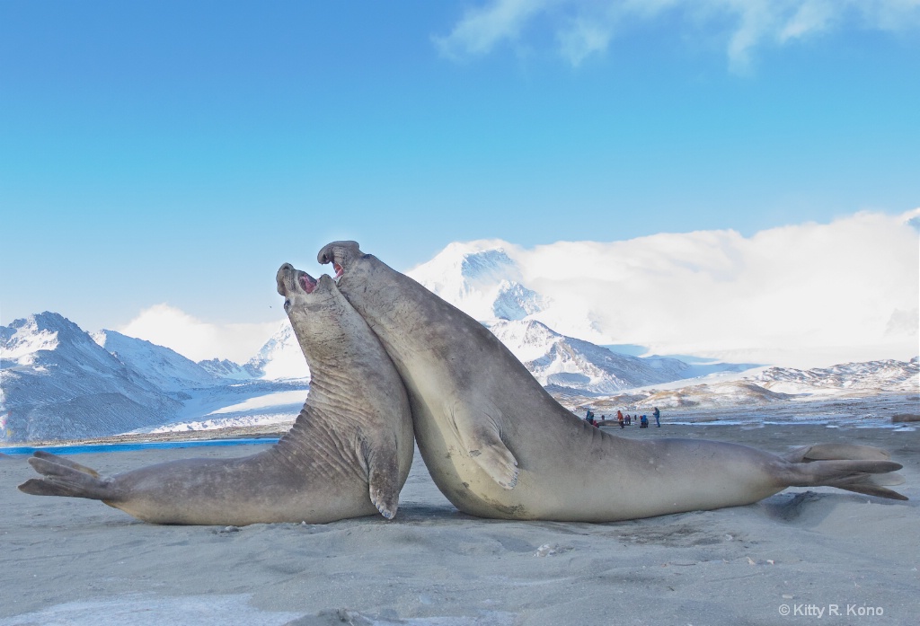 Two Giant Elephant Seals Battling on St. Andrews B