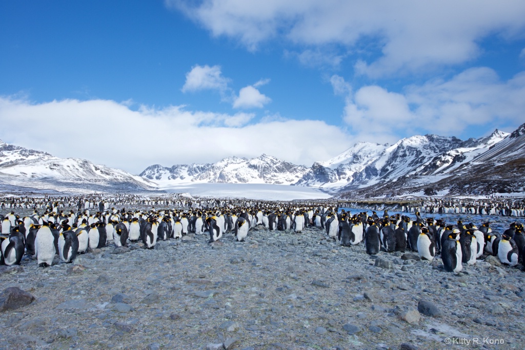 A Few King Penguins on St. Andrews Bay South Georg