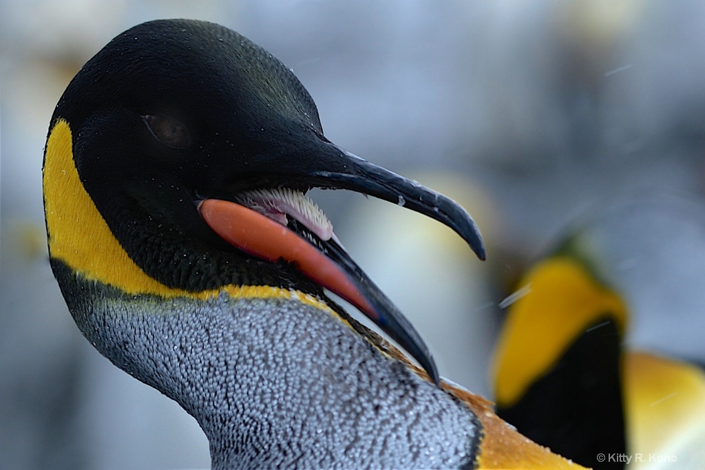 King Penguins Tongue