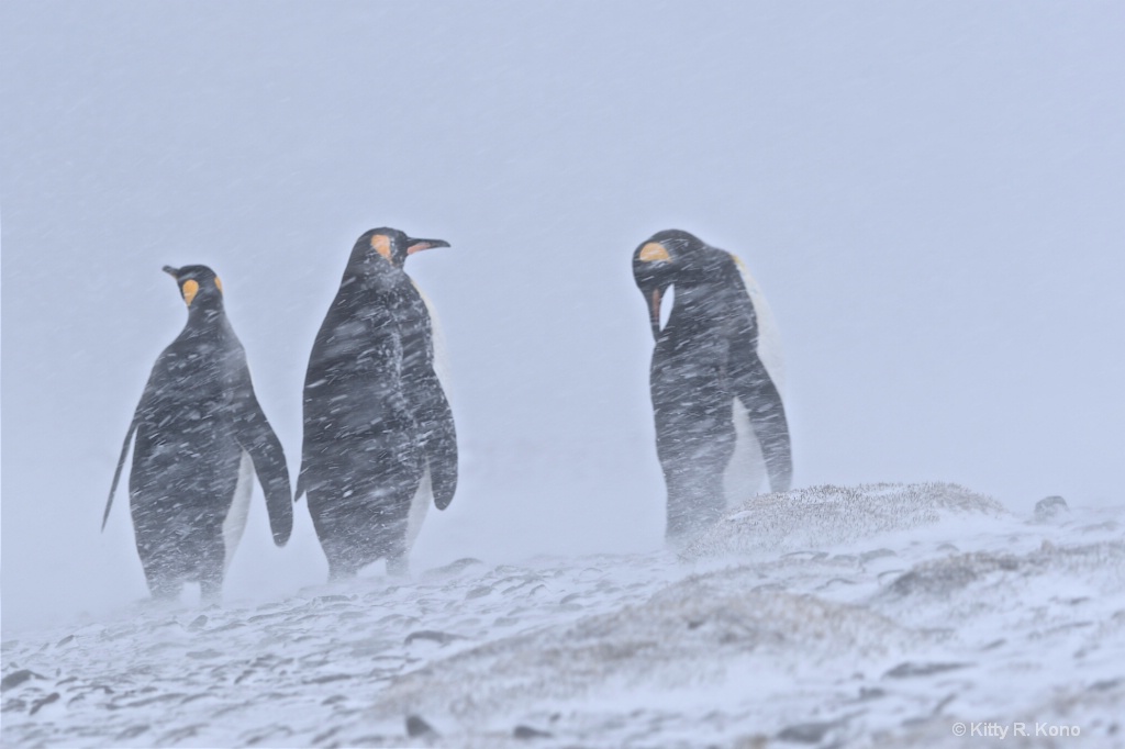 King Penguins in a Snow Storm on Fortuna Bay