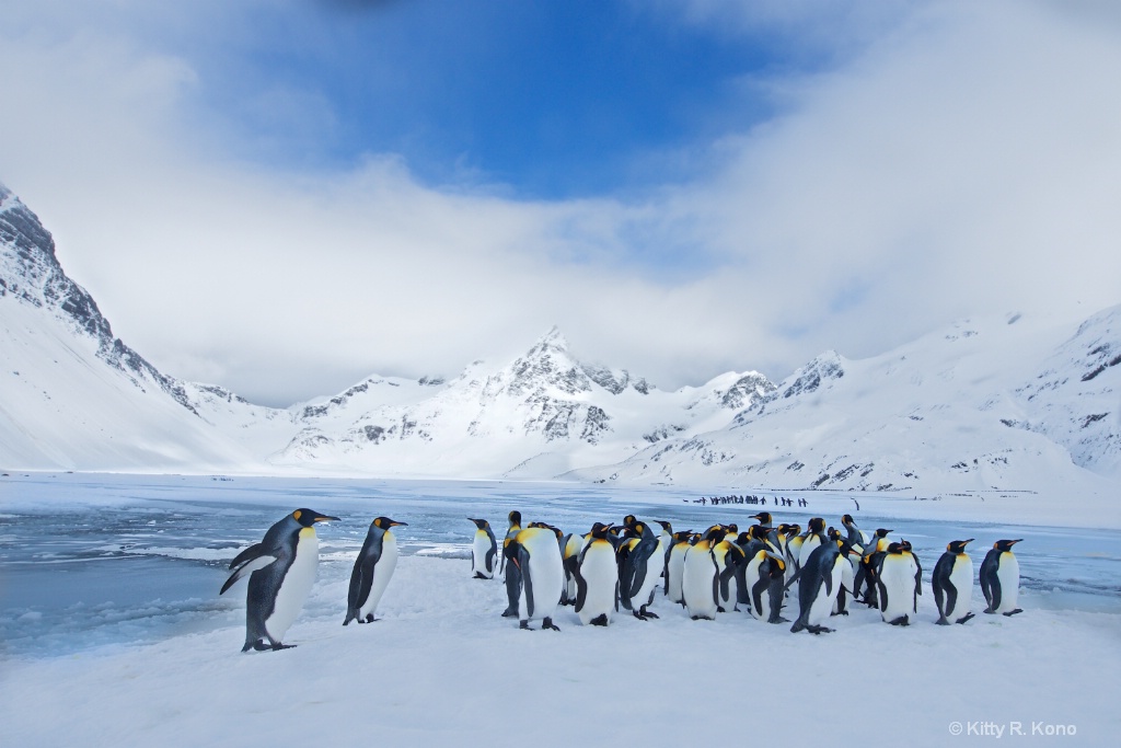 Lots of King Penguins on Right Whale Bay in South 