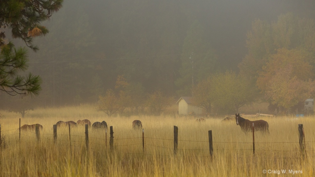 Autumn Pasture, Morning Fog