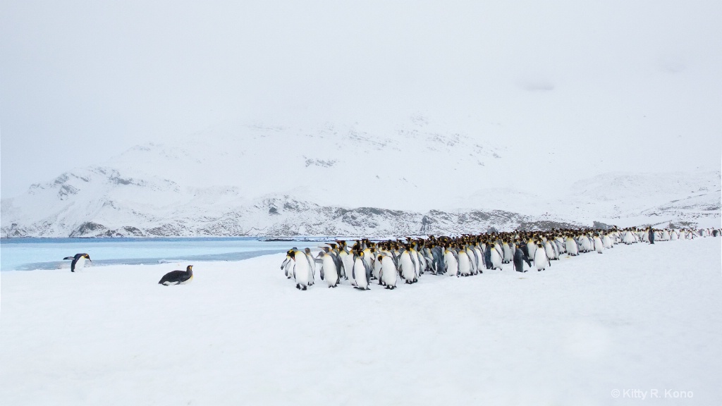 King Penguins on Right Whale Bay Just After a Snow