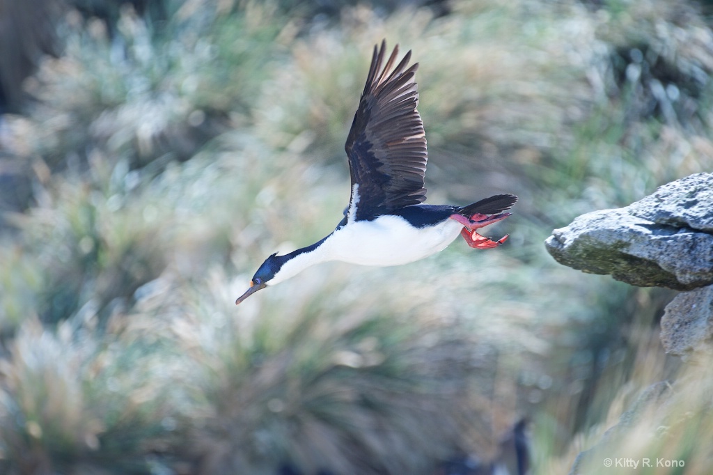 Blue Eyed Shag Take Off