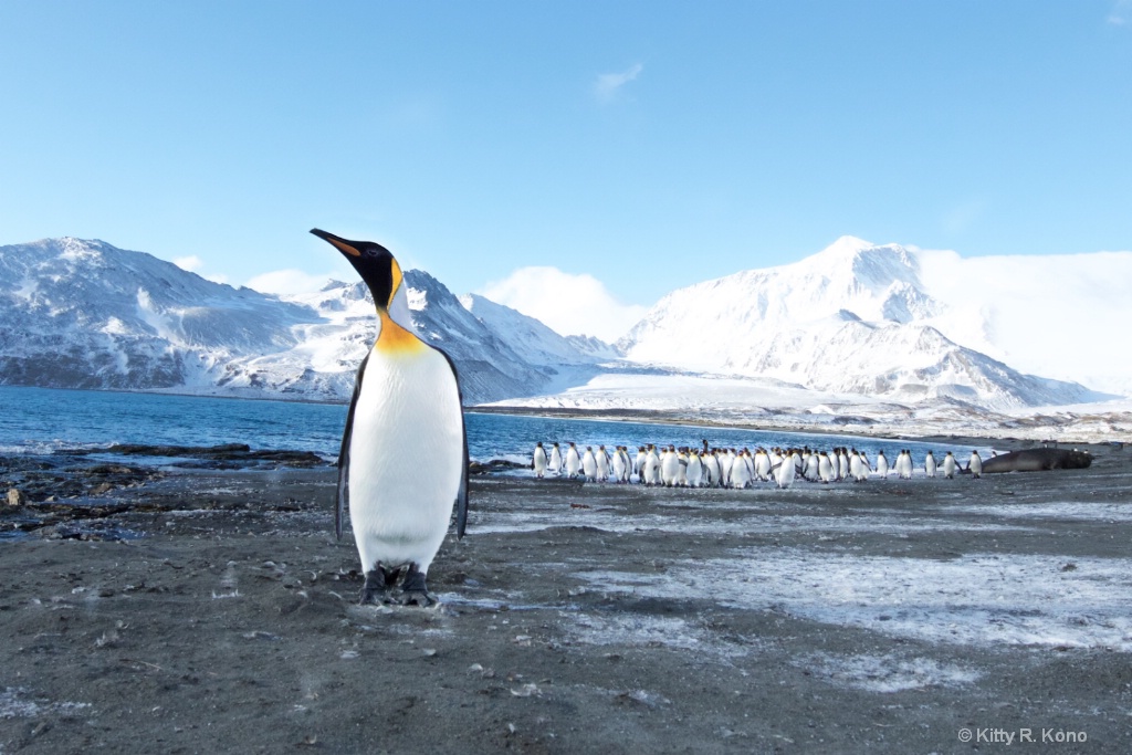 Penguin Checking Out Photographer - St. Andrews Ba