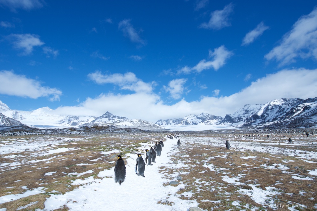 King Penguins - St. Andrews Bay, South Georgia