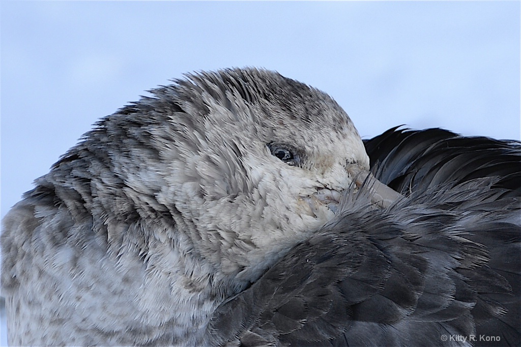 Northern Giant Petrel - Fortuna