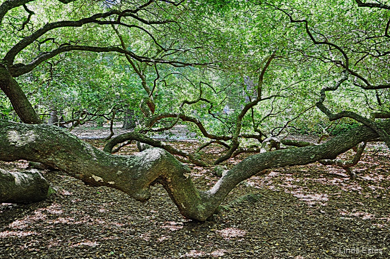 Aged Angel Oak