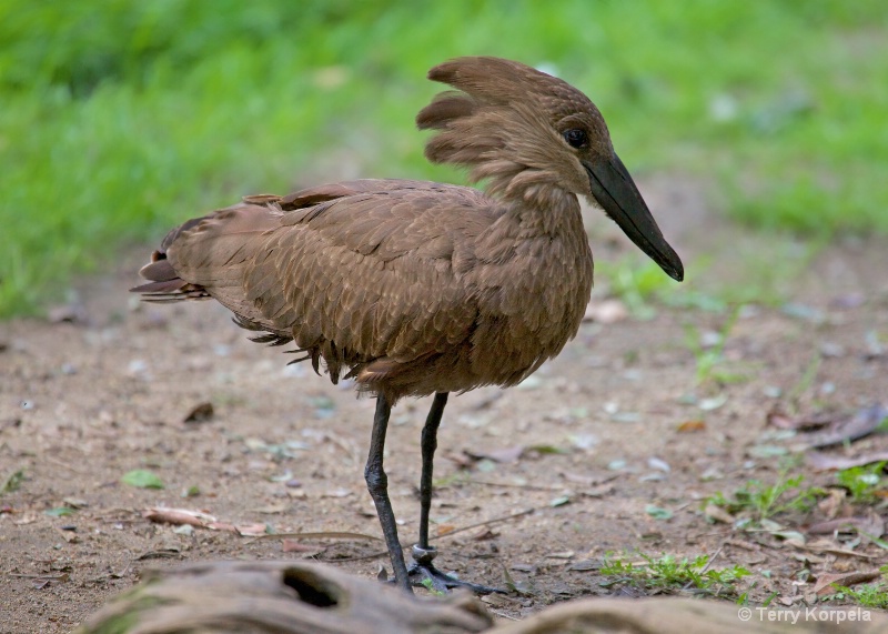 Eastern Hammerkop