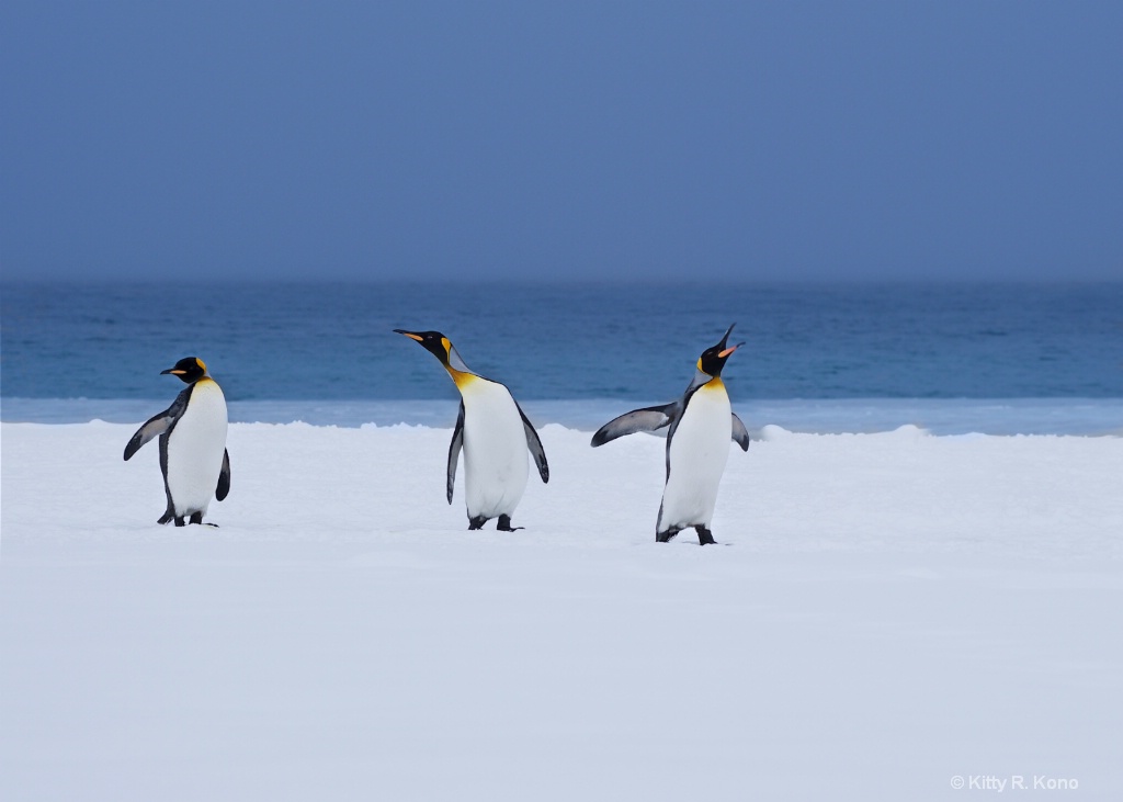 Three Happy King Penguins Right Whale Bay