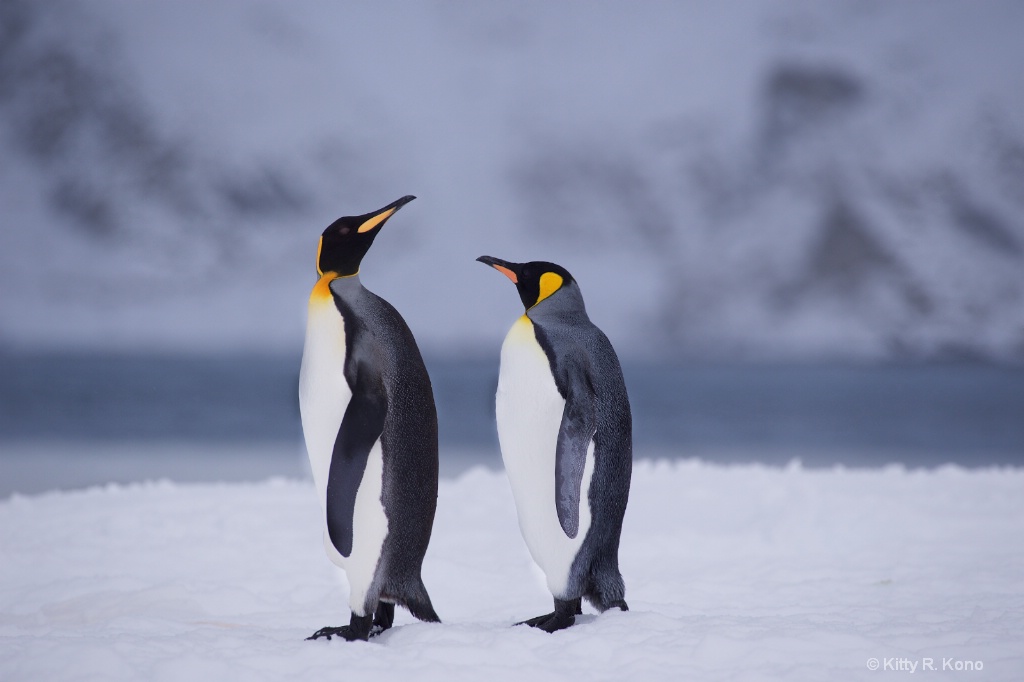 Two  King Penguins Right Whale Bay