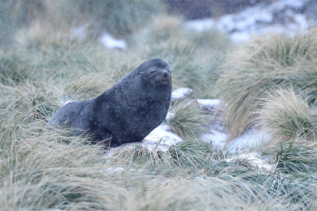 Wise Old Fur Seal in the Tussocks