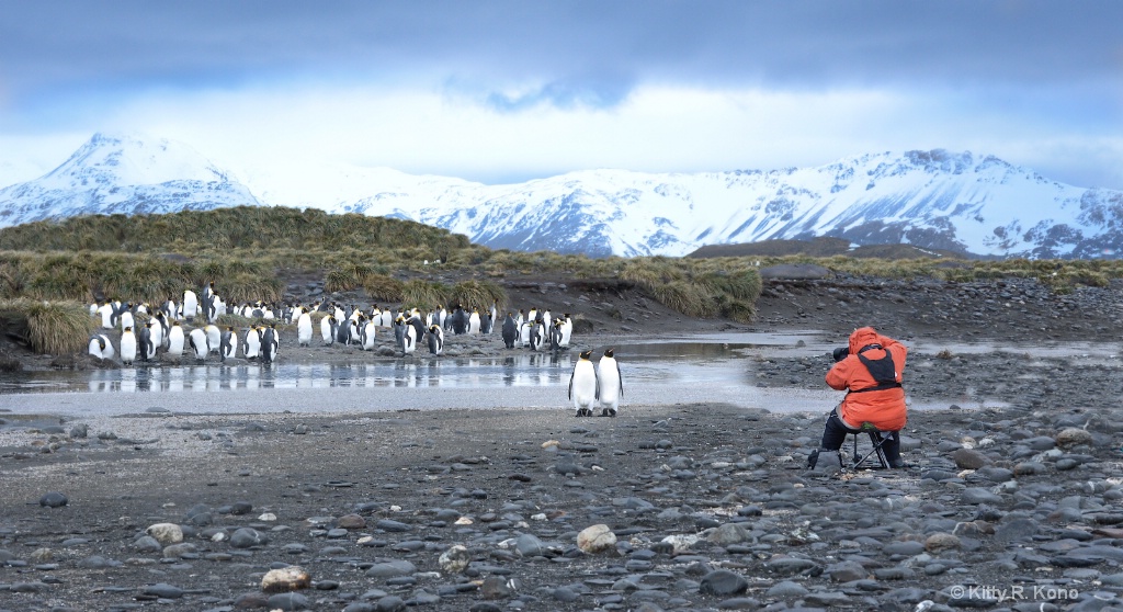 Penguin Portrait Studio