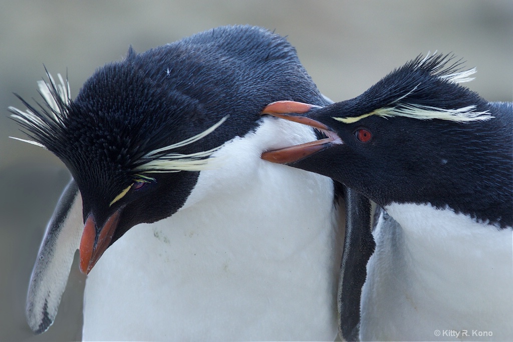 Rock Hopper Penguins in Love - Bird Island - Falkl