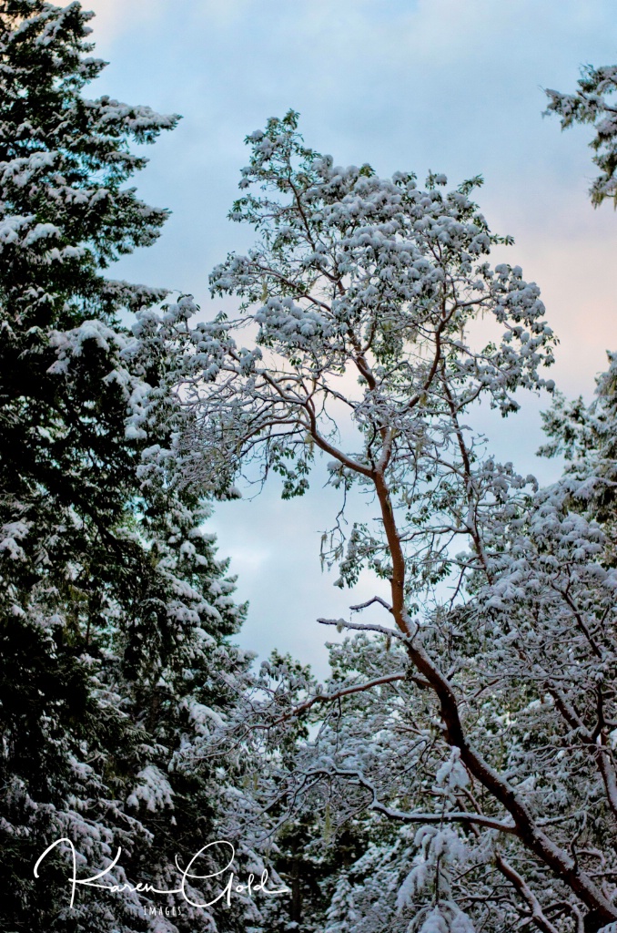 Snow covered Arbutus Tree