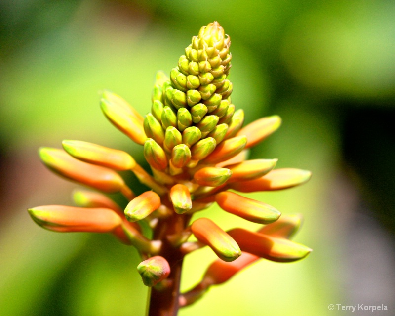 Tortola Botanical Garden