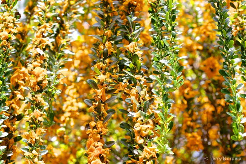 Wall of Flowers, Tortola Botanical Garden