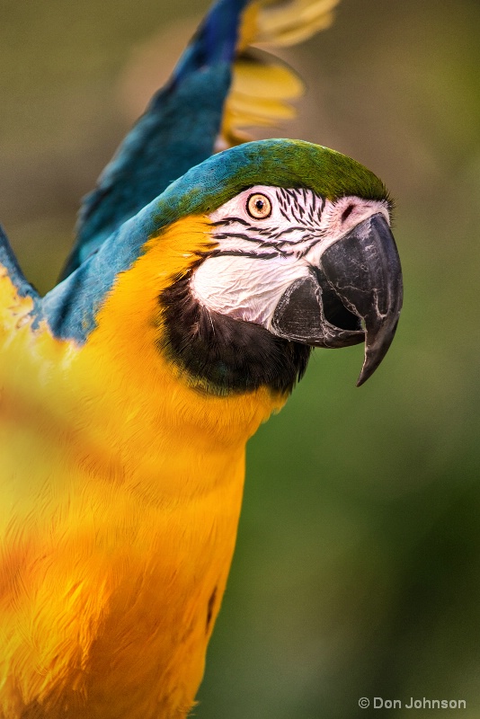 Macaw Flap 10-22-16 752