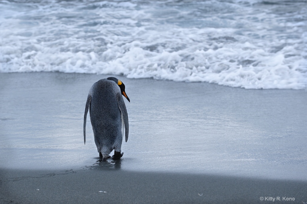 King Penguin going out to sea