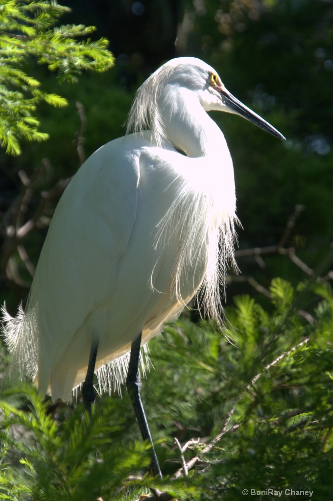 Feathers and fur