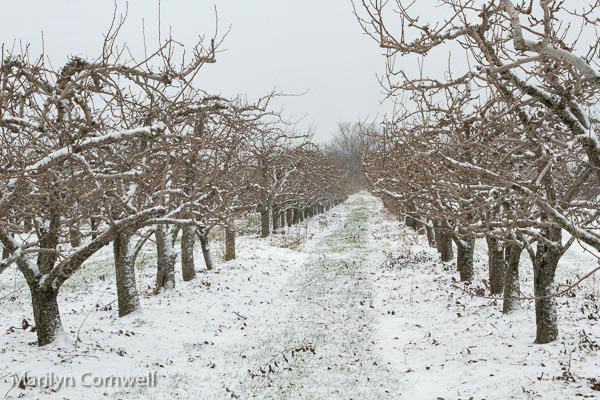 Snow Orchard