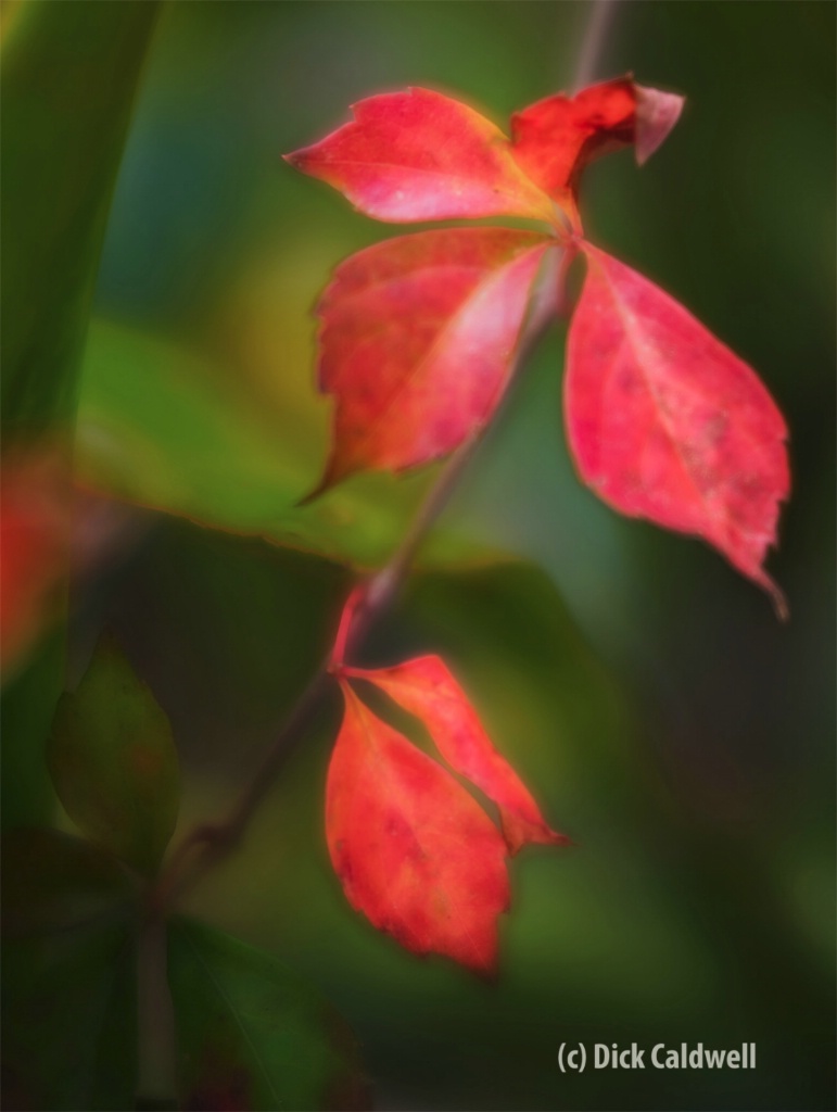 Velvet Leaves:Lensbaby Velvet 56:Image:by Caldwell