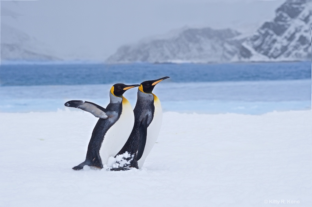 Penguins Strolling on the Beach at Right Whale Bay