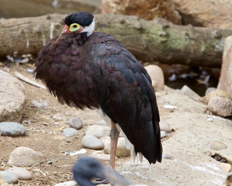 Storm Stork