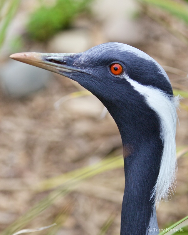 Demoiselle Crane