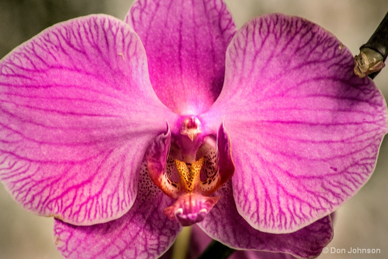 Orchid-Purple 10-22-16 534